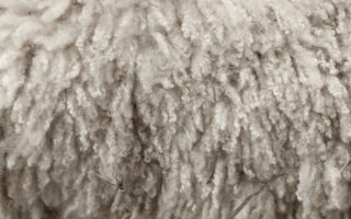 Keep your products cool with sheep’s wool insulation