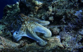 Octopus inspires texture-changing camouflage robot skin