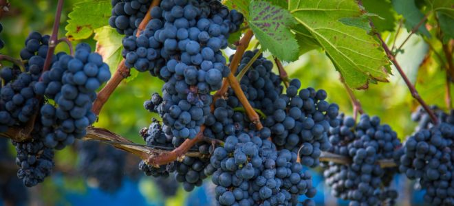 Grape waste from wine making could lead to more durable plastics