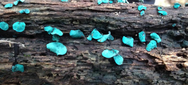 New solar cells could make use of fungi-produced pigment