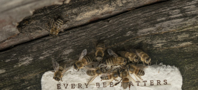Saving bees with Bee Saving Paper