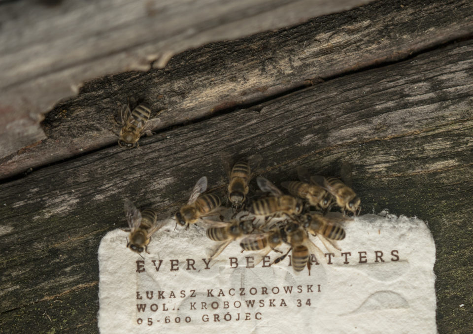 Paper Bee Swarm - SAVING!