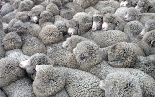 The dark side of animal materials part 1: Wool