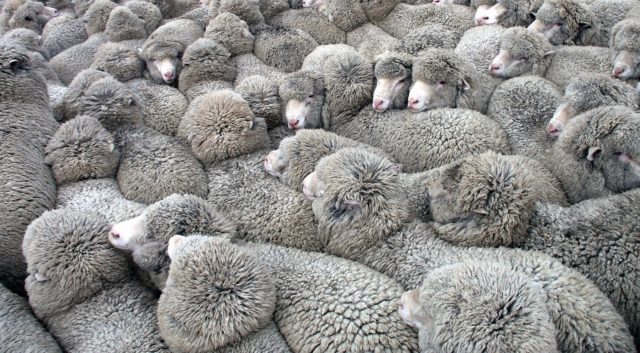The dark side of animal materials part 1: Wool - MaterialDistrict