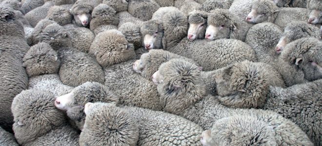The dark side of animal materials part 1: Wool