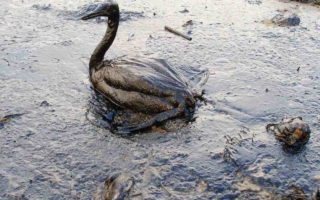 Polymer made from industrial waste could help clean up oil spills