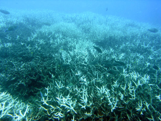 Recycling an old bridge and dead coral to restore reefs - MaterialDistrict