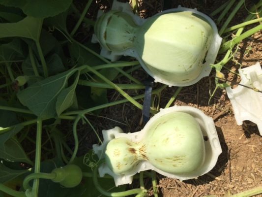 Disposable cups made from mould-grown gourds - MaterialDistrict