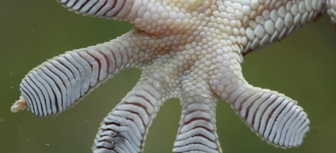 Geckskin is an adhesive inspired by geckos
