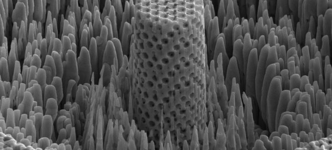 New metallic wood has the strength of titanium and the density of water