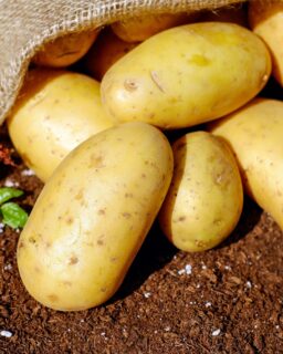 Researchers at @unibarcelona have developed a biodegradable bioplastic from unprocessed potato starch. The material offers a promising alternative to conventional petroleum-based plastics. As a result, it could help reduce dependence on fossil resources while creating value from agricultural by-products.

The study, published in Bioresource Technology, shows how the bacterium Bacillus subtilis can be engineered to produce polyhydroxybutyrate (PHB). This biodegradable biopolymer could be used in packaging, consumer products and other applications that require more sustainable materials.

Read more at MaterialDistrict.com

#MaterialInspiration #Materials #Bioplastic #PHB #BiobasedMaterials #MaterialInnovation #CircularEconomy #SustainableMaterials #Biotechnology #Biomaterials #PackagingDesign #ProductDesign #MaterialsResearch #PotatoStarch