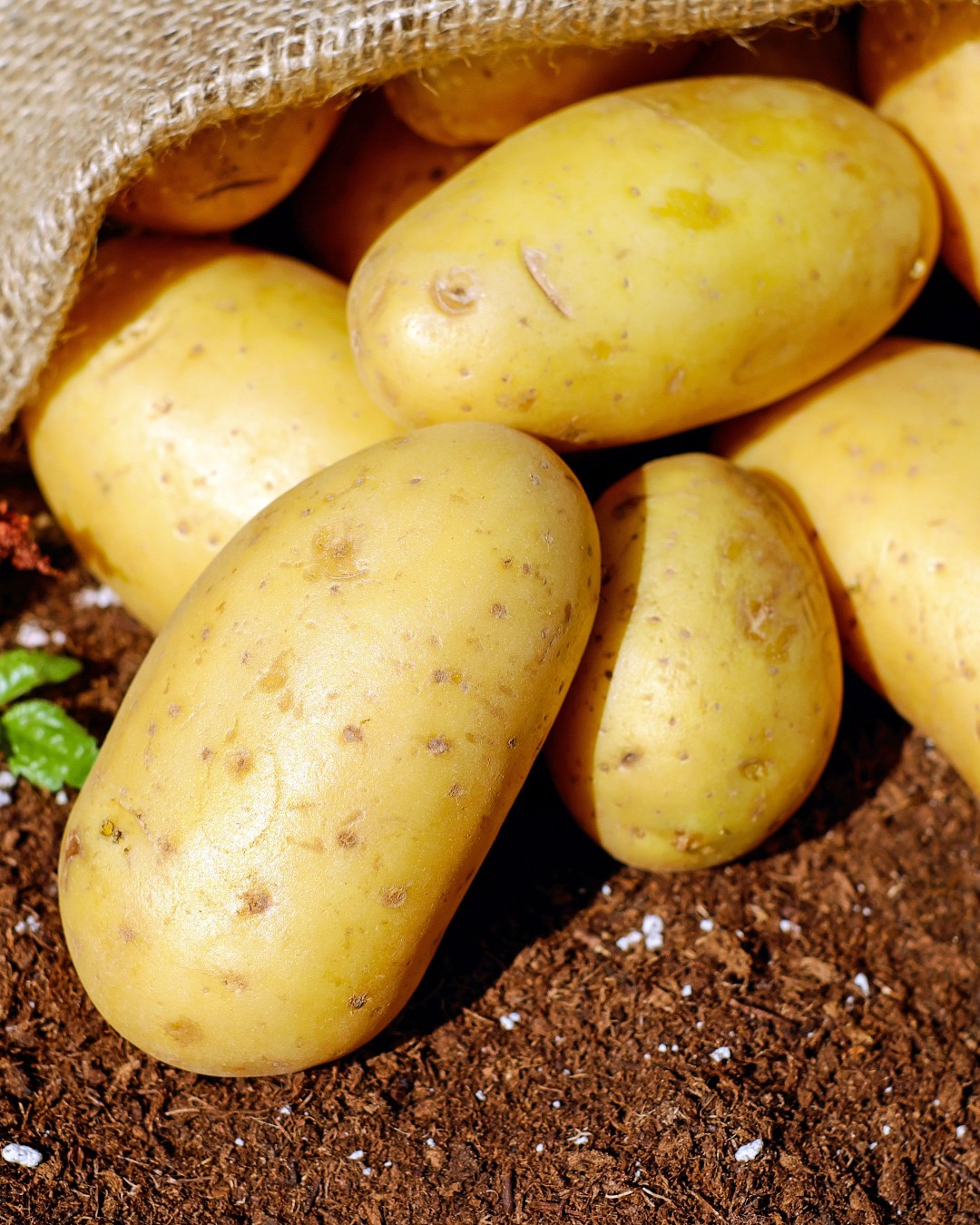 Researchers at @unibarcelona have developed a biodegradable bioplastic from unprocessed potato starch. The material offers a promising alternative to conventional petroleum-based plastics. As a result, it could help reduce dependence on fossil resources while creating value from agricultural by-products.

The study, published in Bioresource Technology, shows how the bacterium Bacillus subtilis can be engineered to produce polyhydroxybutyrate (PHB). This biodegradable biopolymer could be used in packaging, consumer products and other applications that require more sustainable materials.

Read more at MaterialDistrict.com

#MaterialInspiration #Materials #Bioplastic #PHB #BiobasedMaterials #MaterialInnovation #CircularEconomy #SustainableMaterials #Biotechnology #Biomaterials #PackagingDesign #ProductDesign #MaterialsResearch #PotatoStarch