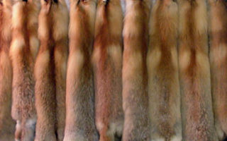 The dark side of animal materials part 2: leather & fur