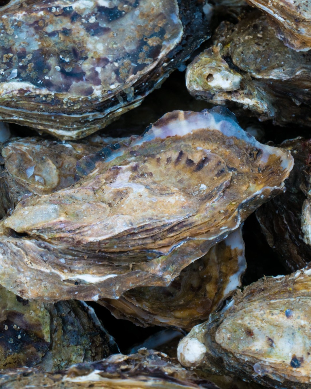 Researchers at @lifeatpurdue are developing a new type of cement inspired by oysters. This innovation could lead to stronger, faster-curing and more sustainable construction materials.

Read more at MaterialDistrict.com

#MaterialInspiration #Materials #OysterInspired #Biomimicry #SustainableMaterials #LowCarbonConstruction #CementInnovation #CircularDesign #MaterialInnovation #GreenBuilding #BioInspiredDesign #FutureMaterials