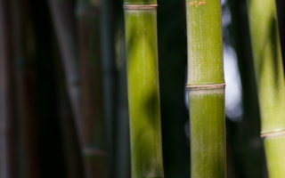 All about bamboo on World Bamboo Day