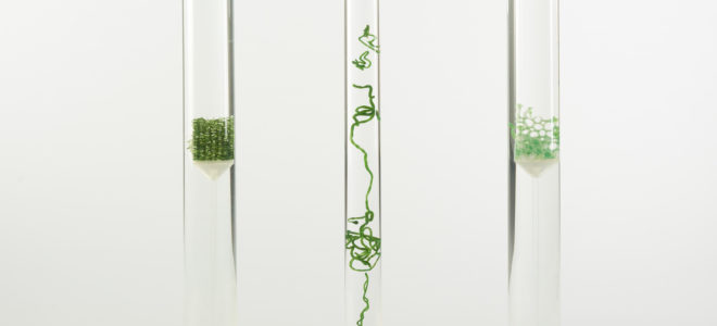 Biophilic design with living and dead algae