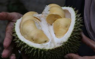 The world’s smelliest fruit could soon be charging your phone