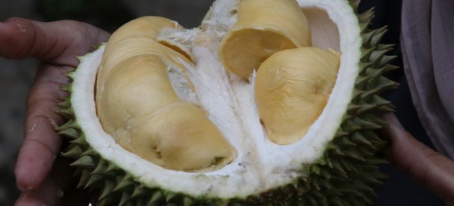 The world’s smelliest fruit could soon be charging your phone