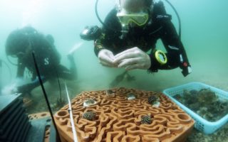 3D printed terracotta ‘reef tiles’ to repopulate coral communities