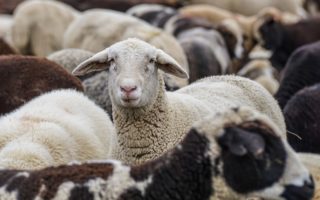 Dutch wool: from waste material to valuable product