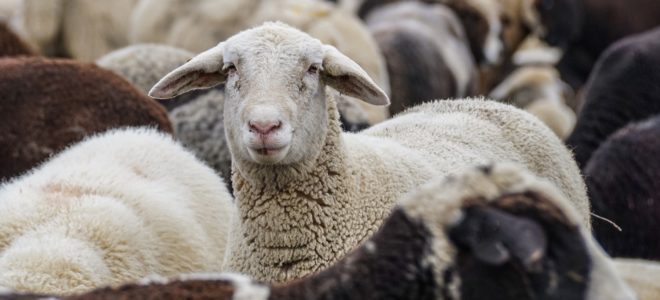 Dutch wool: from waste material to valuable product