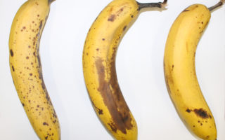 A biobased coating to protect fruit from spoilage