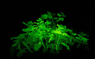 Bioluminescent house plants