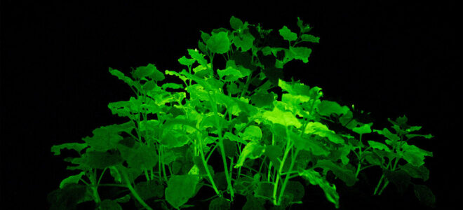 Bioluminescent house plants