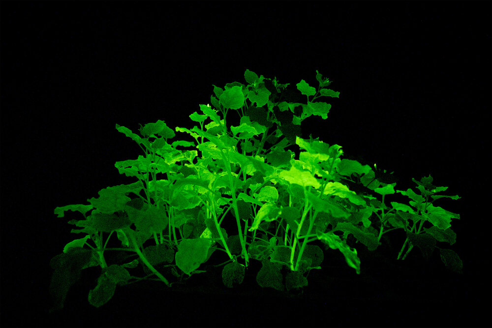 Bioluminescent House Plants Materialdistrict 6 