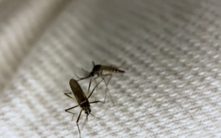 Mosquito proof fabric