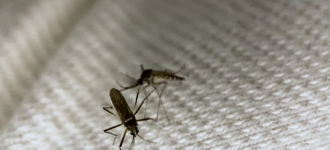 Mosquito proof fabric
