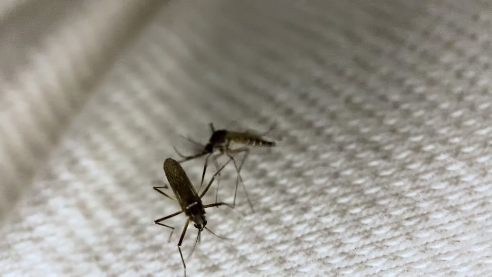 Mosquito proof fabric MaterialDistrict