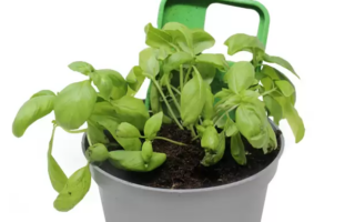 A phone case that sprouts plants after use