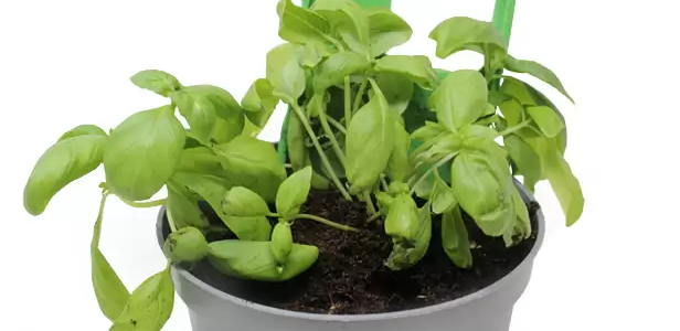 A phone case that sprouts plants after use