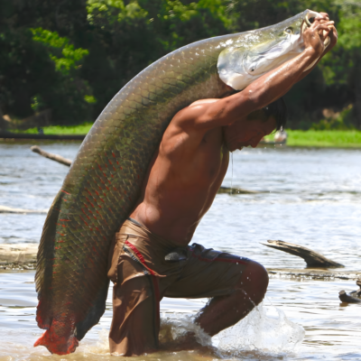 Arapaima care cheap