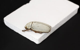 Cooling ceramics inspired by beetles
