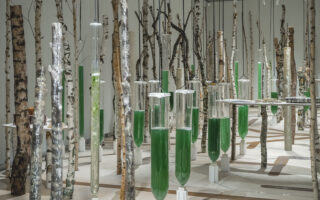 Deep Forest: A Living Exploration of Biodesign and Circularity