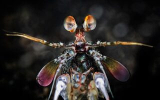 Innovative Biomaterials Inspired by Mantis Shrimp Armor