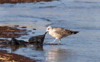 Sponge Innovation Could Revolutionise Microplastic Removal