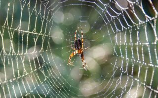 Stretching Spider Silk: A Blueprint for Stronger, More Sustainable Materials