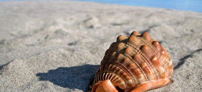 Seashell-Inspired Bioplastic: USC Researchers Create Sustainable Plastic Alternative