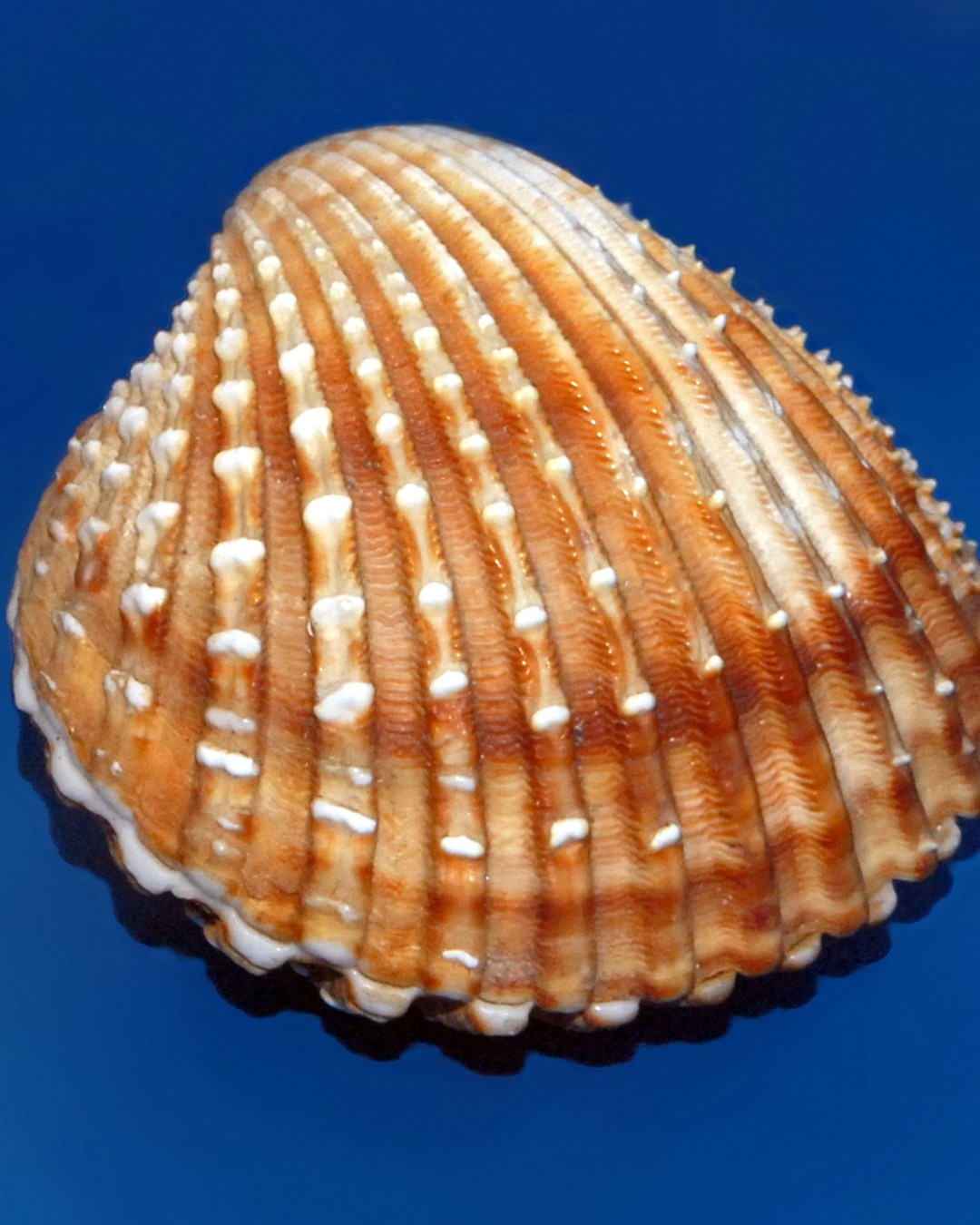 Researchers at the @uco_internacional have developed a paving block made entirely from industrial waste. The innovation replaces both natural aggregates and conventional cement with recycled materials. The result is a more circular and potentially lower-carbon construction material for urban surfaces.

Read more at MaterialDistrict.com

#MaterialoftheDay #Materials #CircularMaterials #RecycledMaterials #SustainableConstruction #CircularDesign #MaterialInnovation #UrbanMaterials #BioWaste #ShellWaste #LandscapeArchitecture #ArchitectureMaterials