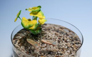 Edible Aquatic Robots: A Sustainable Innovation for Environmental Monitoring
