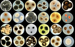 Living Façades: Microbial Coatings for Sustainable Architecture