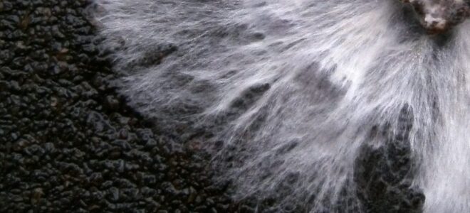 Mycelium-Based Building Material Offers Self-Healing Capabilities
