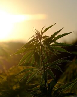 Researchers in South Korea have tested biocomposite films made with hemp hurd, the woody inner part of the hemp stem. This part of the plant often remains as agricultural waste. The study looked at two possible uses: flexible packaging film and agricultural mulch film.

Read more at MaterialDistrict.com

#MaterialInspiration #Materials #Biocomposites #HempMaterials #SustainableDesign #BiobasedMaterials #CircularMaterials #MaterialInnovation #PackagingDesign #LandscapeDesign