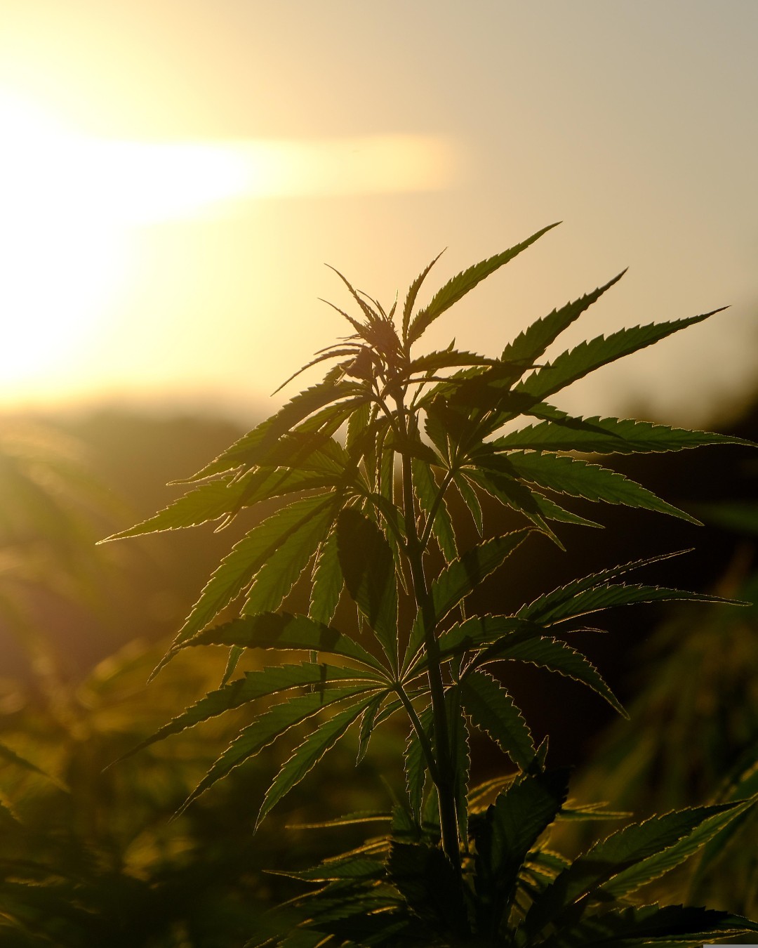 Researchers in South Korea have tested biocomposite films made with hemp hurd, the woody inner part of the hemp stem. This part of the plant often remains as agricultural waste. The study looked at two possible uses: flexible packaging film and agricultural mulch film.

Read more at MaterialDistrict.com

#MaterialInspiration #Materials #Biocomposites #HempMaterials #SustainableDesign #BiobasedMaterials #CircularMaterials #MaterialInnovation #PackagingDesign #LandscapeDesign