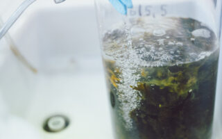 Biorefinery Transforms Invasive Algae into Sustainable Materials