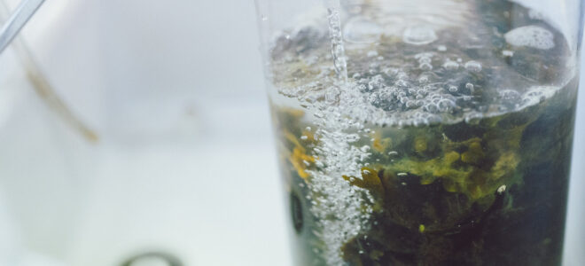 Biorefinery Transforms Invasive Algae into Sustainable Materials