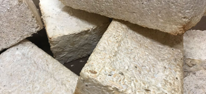 NASA Grows the Future: Mycelium-Based Habitats for Earth and Beyond